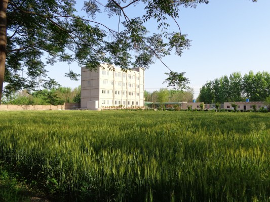 Wheat fields of Ashraf Medical Complex